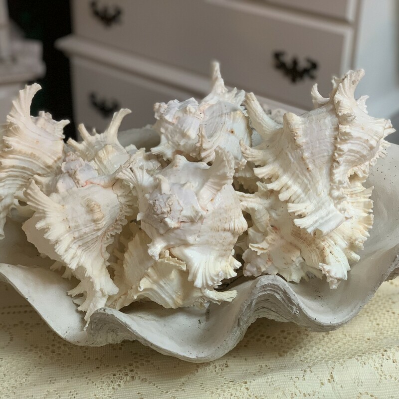 Vintage conch shell. Beautiful beach decor to your beach house. Have 21 in stock, each shell is unique and will not look exactly the same simply because they are individually created by Mother Nature. Each piece measures approx 8'' long x 5 1/2'' wide x 6'' tall.  Please note that you can experience some wear or some chipped off pieces but they all are almost unnoticeable.
Please make sure to look at all the pictures for a closer visual.
Thank you.