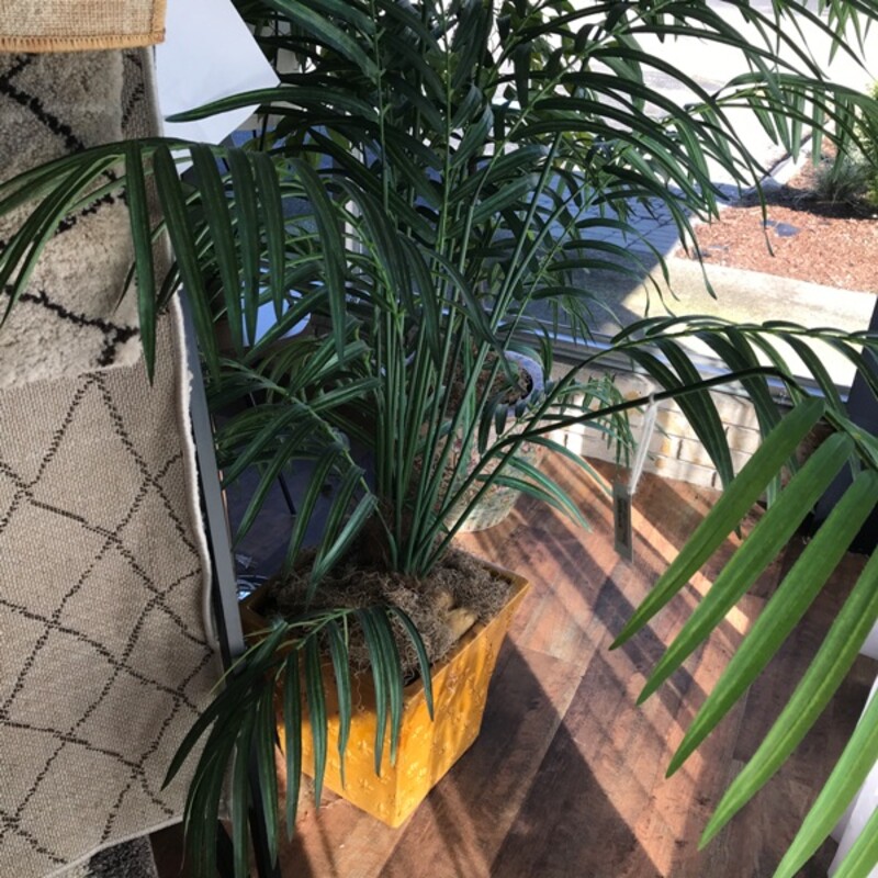 Palm In Ceramic Planter