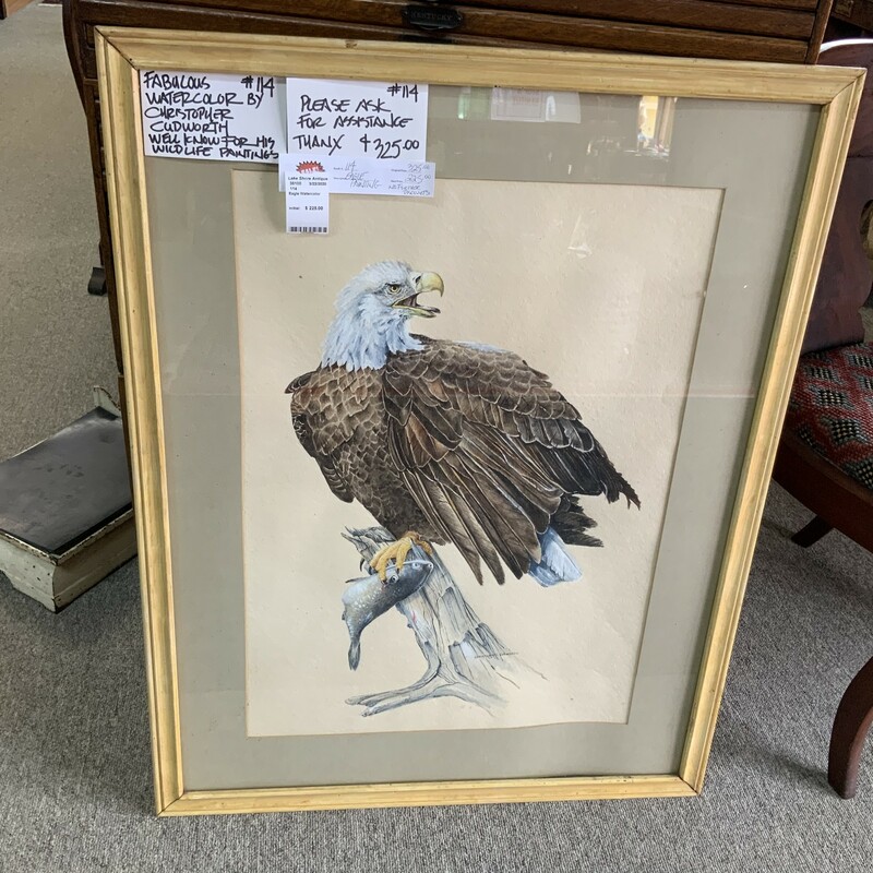 Christopher Cudworth watercolor of Eagle. 35 1/2inh x 27 1/2inw