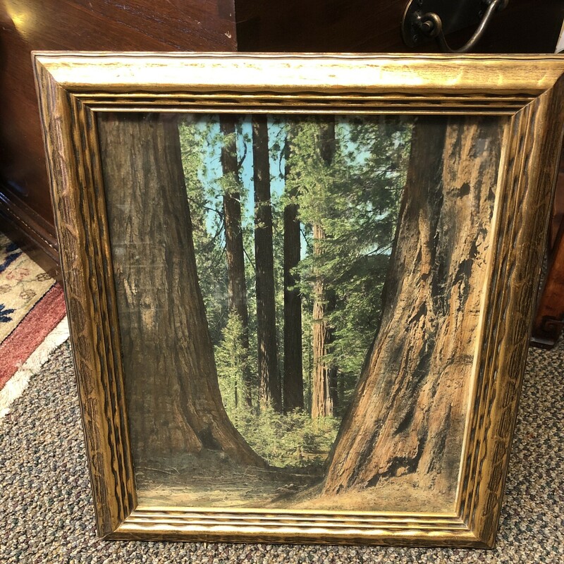Redwood Prints