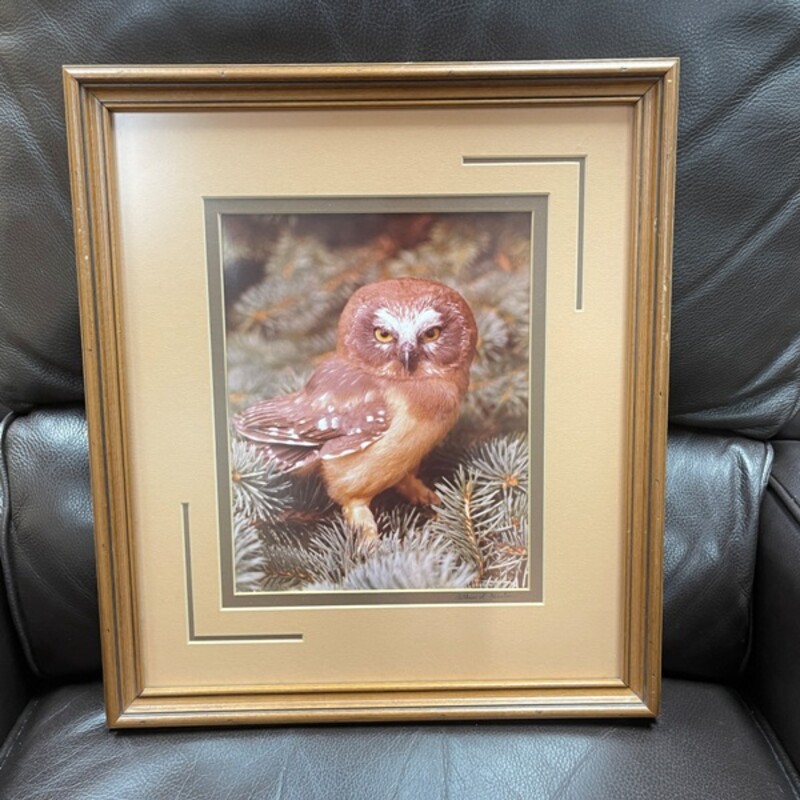 Framed Owl Photograph, Size: 15x16