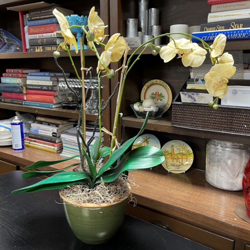 Orchid, Size: 22 Tall