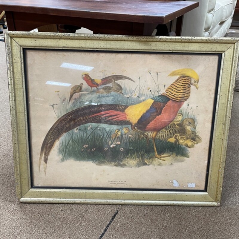 Antique Pheasant Print, Size: 27x22