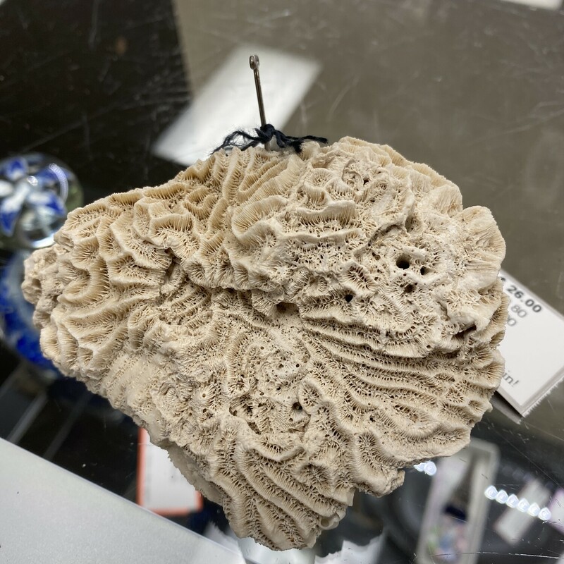 Brain Coral Chunk, White, Size: 4x3 Inch