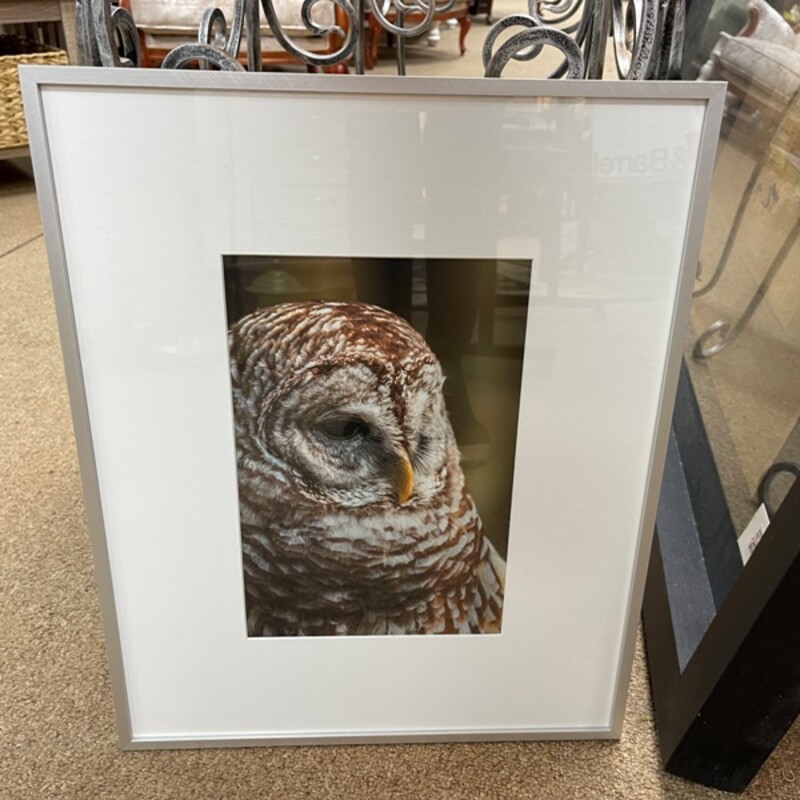 Framed Owl Photo, Size: 16x20