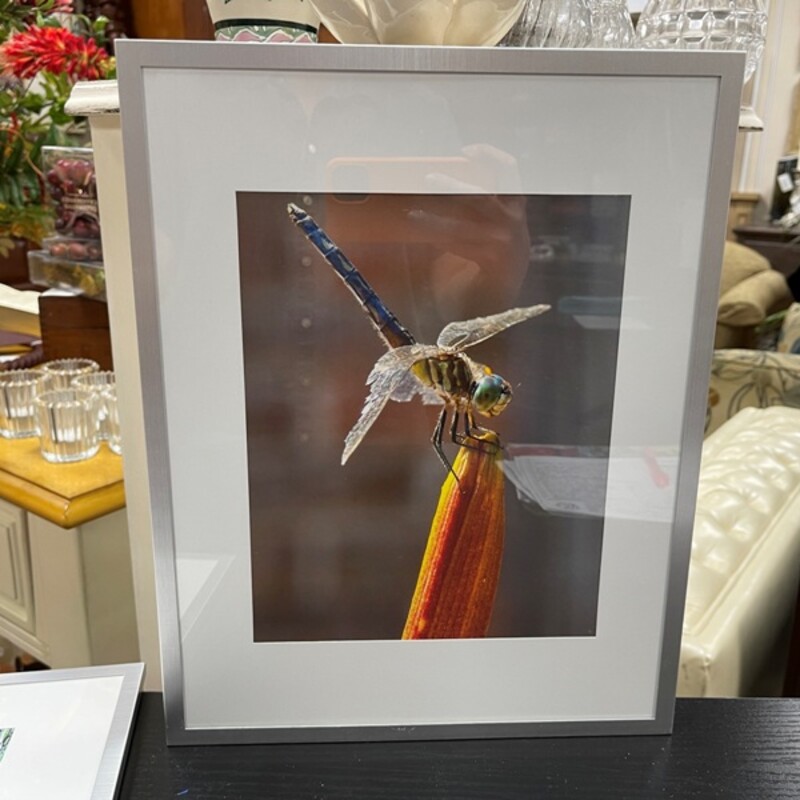 Framed Dragonfly Photo, Size: 11x14