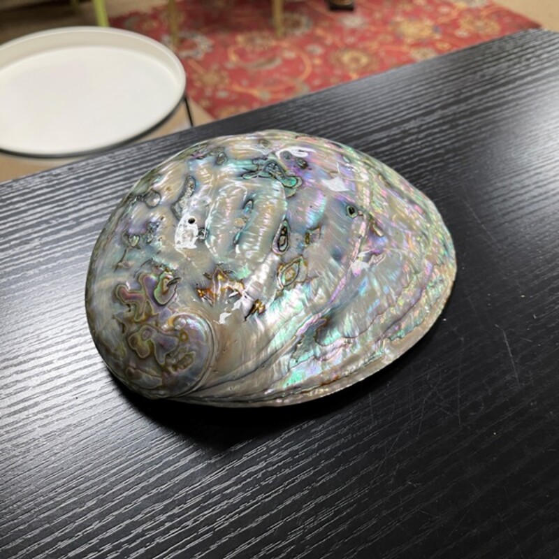 Decorative Shell, Size: 8x6x2