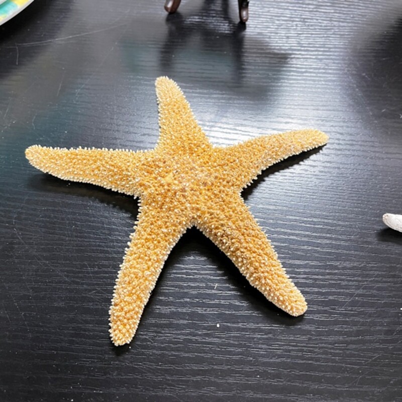 Sugar Starfish, Size: 8