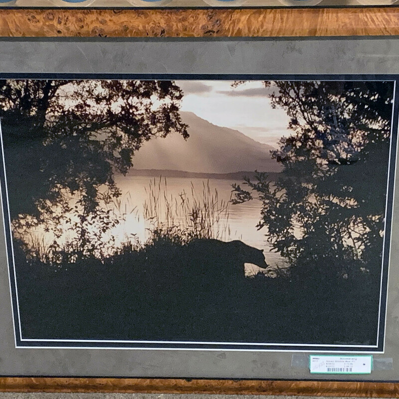 Alaska Shadow Bear Pic

Jasper James Shadow Bear Alaska picture signed and numbered .  Picture is nicely framed and matted.


Size: 28 in wide X 22 in high