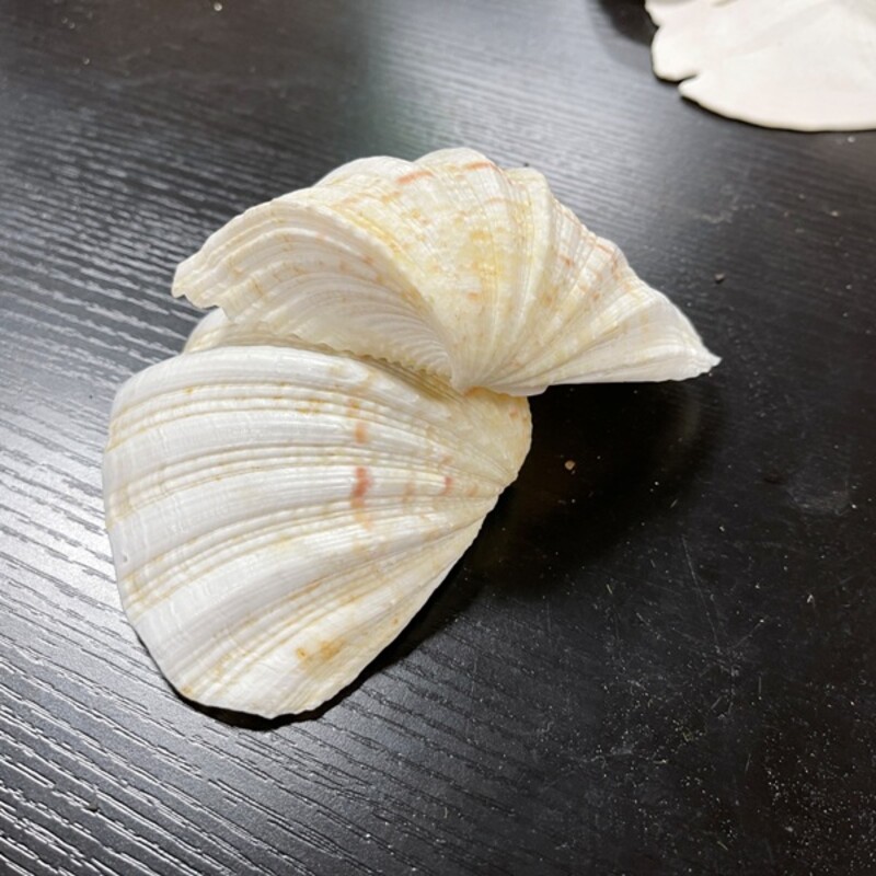 Seashells, Pair, Size: 6x4