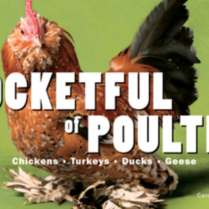 Pocketful Of Poultry