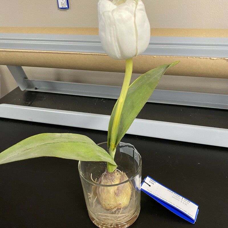 Single Tulip Flower In Va