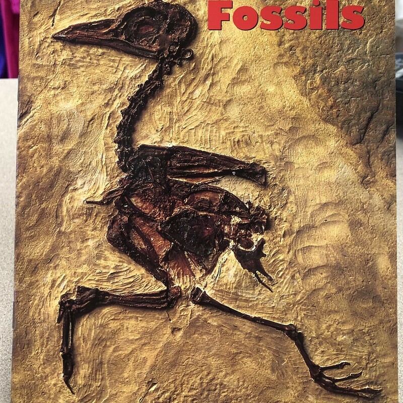 Fossils, Multi, Size: One Size