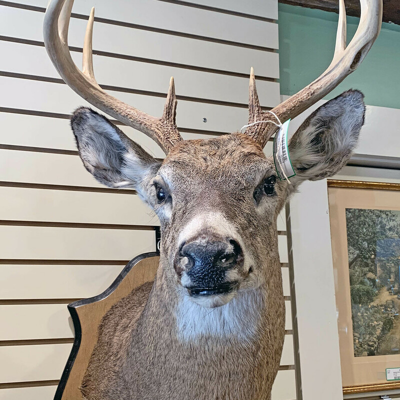 Mounted Deer Head - $510.
18 x 44