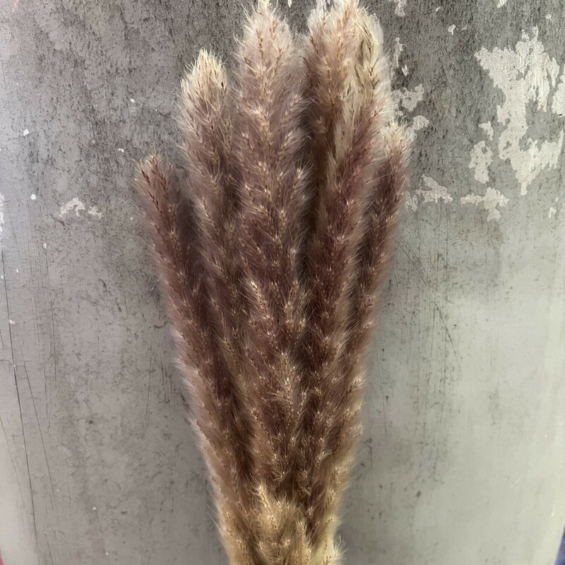 Dried Reed Stem 27.5 In