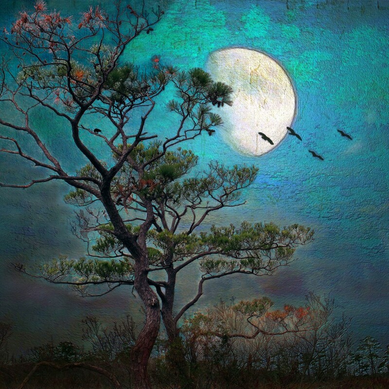 Moonlight Magic
Limited Edition 05/10
Photographic Art on Acrylic
18x12-inches
$175
Susan Werby