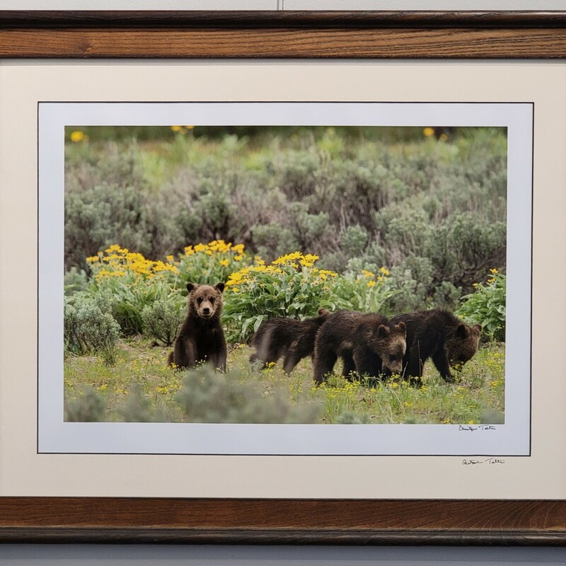Gazing And Grazing,
Photograph
Chris Tolton
18 x 24 Framed
Grizzly 399s four COY (Cubs of the Year) of 2020 emergred behind their mother who was eating insects, flowers and digging roots to eat. The cubs mimick their mothers behavior in learning skills of survival. Grizzly 399 is just off frame. This image is part of a series of 399 and her cubs.
This photo is also available unframed.