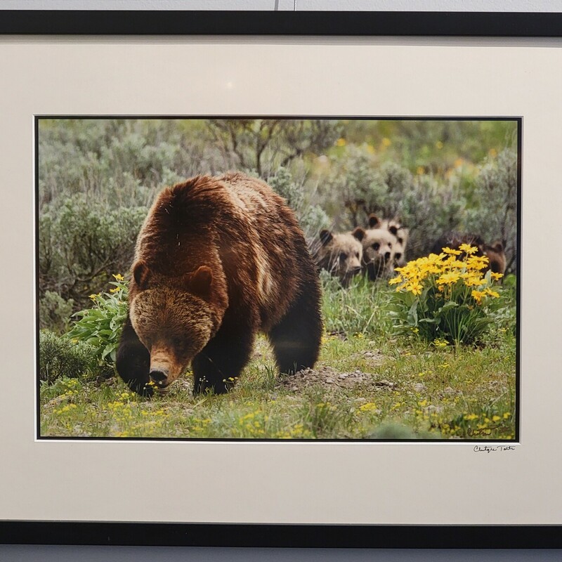 Whats She Doin?
Photography
Chris Tolton
18 x 24 Framed
Grizzly 399, matriarch of many grizzly bears in Grand Teton National Park, emerged from hibernation in 2020 with an almost unheard of litter of 4 cubs in tow. Cubs follow their mother wathing her closely and then  mimicking her bahavior to learn the skills needed to survive in the wild. This photograph is part of a series. An unframed version is also available.