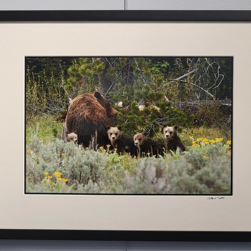 Milk Moustaches 2
Photography
Chris Tolton
18 x 24 Framed
Grizzly 399, the world famous 24 year old matriarch of many litters and grown grizzly bears in and around  Grand Teton National Park. In early 2020 she emerged from hibernation with an almost unheard of four healthy cubs. This image was taken very shortly after nursing. On close examination each cub sports a milk Moustache. The 4 cubs survived  2 years with their mother until being sent out on their own.
This is the photograph of a lifetime.
An unframed version is also available.
An unframed version is alos available.