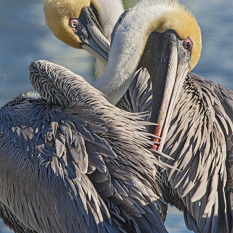 Pelican Pals
Photo on Canvas
Sandi Lee Snider
Size: 12x18