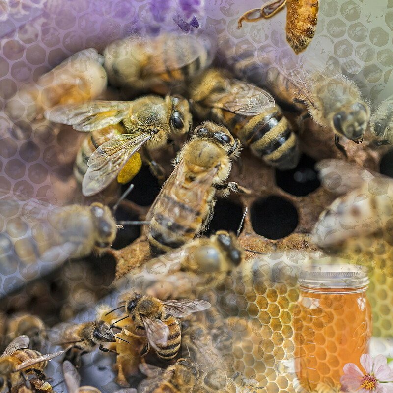 Tale Of The Honeybee