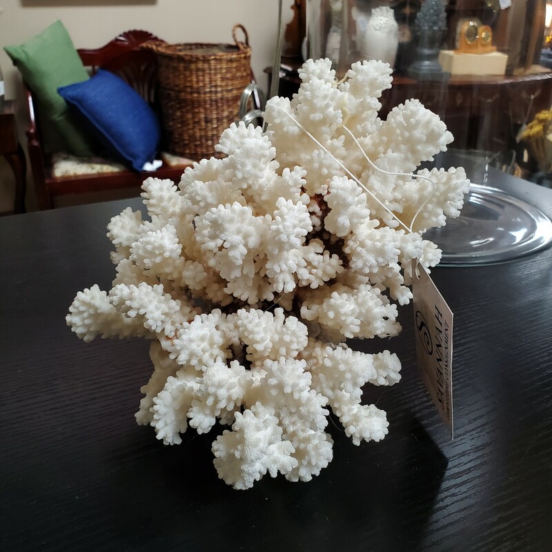 Natural Coral