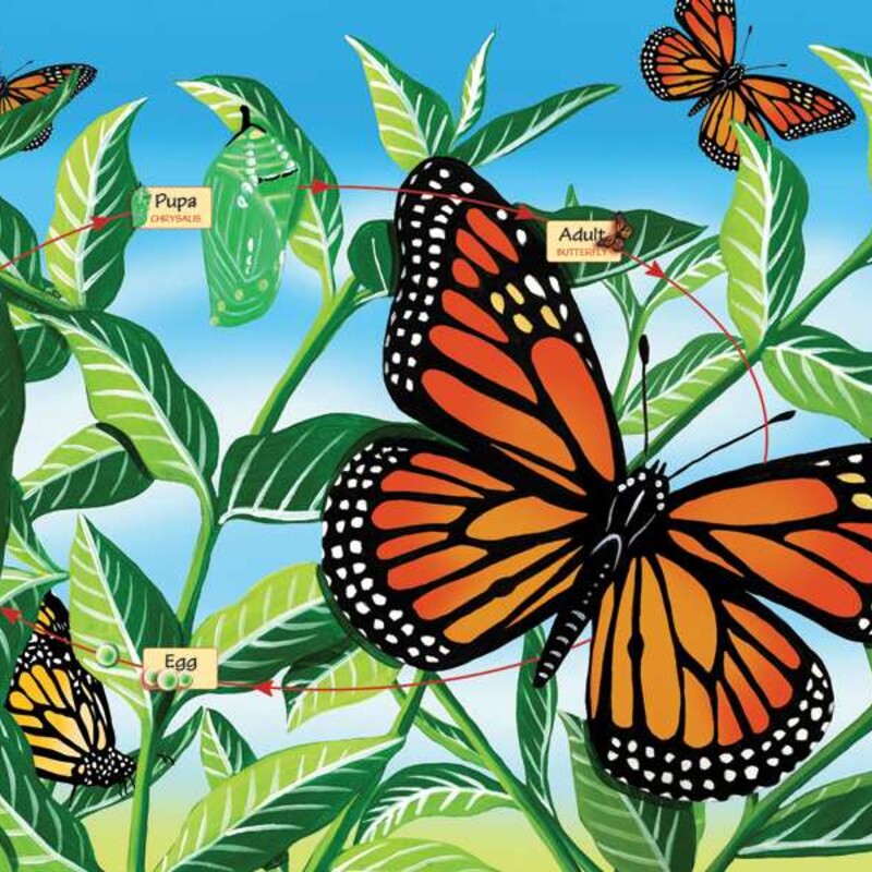 This wonderful 48-piece floor puzzle is a delightful way to learn about the lifecycle of a Monarch butterfly from egg to adult.  When completed it measures 24 x 36 and it is a great activity for home or the classroom.

Cobble Hill used environmetally friendly inks and 100% recycled fibers.  Puzzle pieces are durable and thick, so the puzzles can be assembled over and over again!