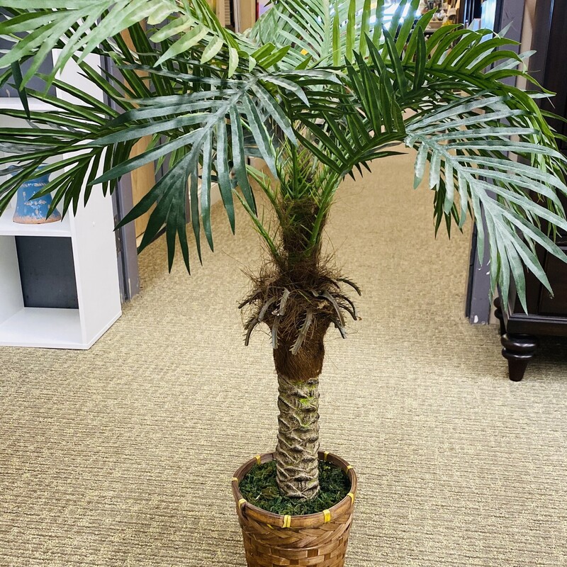 Palm Tree In Wicker Pot