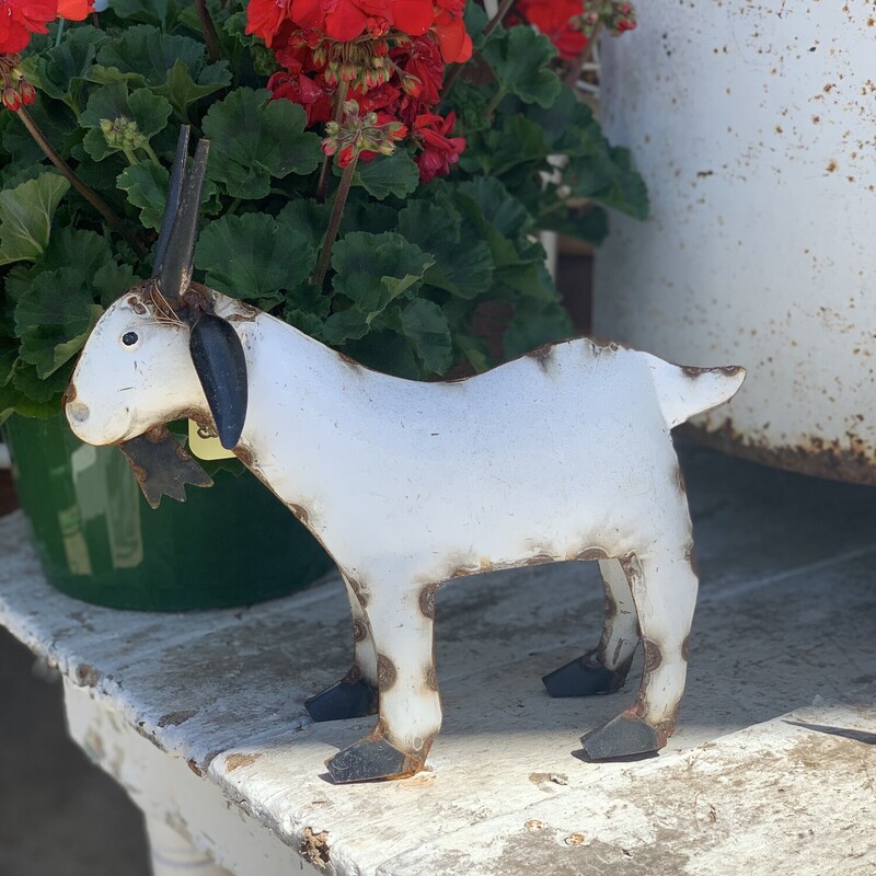 Add a a touch of fun and whimsy with one of  these adorable metal baby goats, they are a perfect touch to any outdoor space<br />
Goat measures 11 inches high and 12 inches long