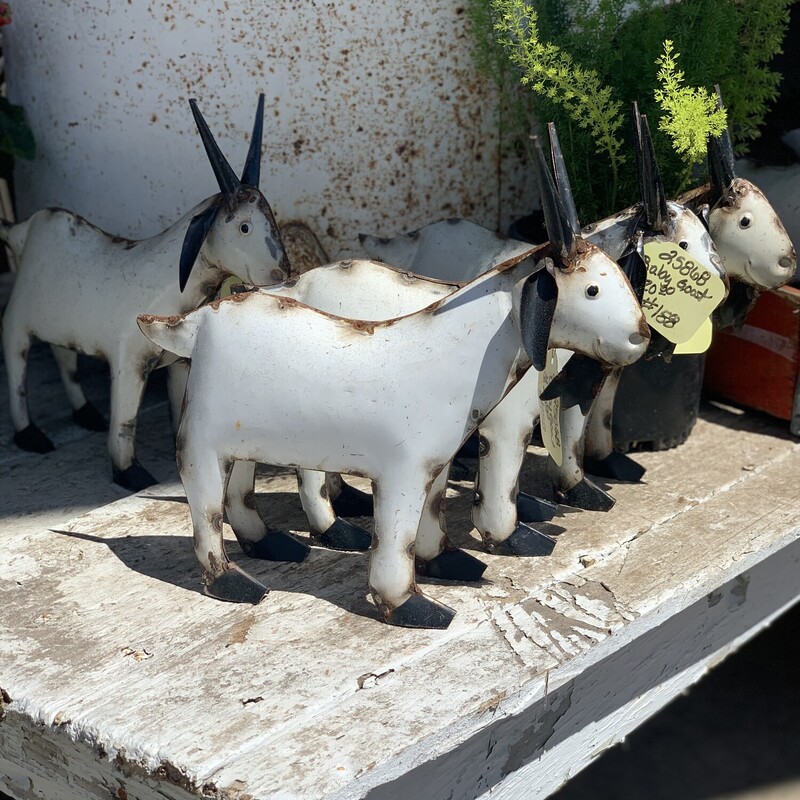 Add a a touch of fun and whimsy with one of  these adorable metal baby goats, they are a perfect touch to any outdoor space<br />
Goat measures 11 inches high and 12 inches long