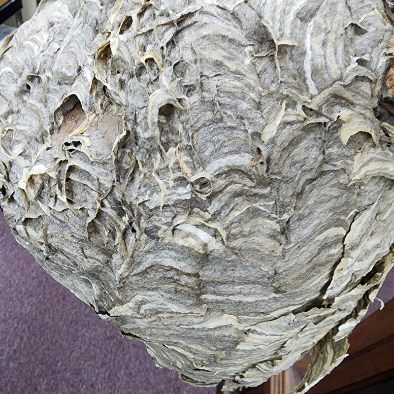 Hornet Nest, W/Branch, Size: 13