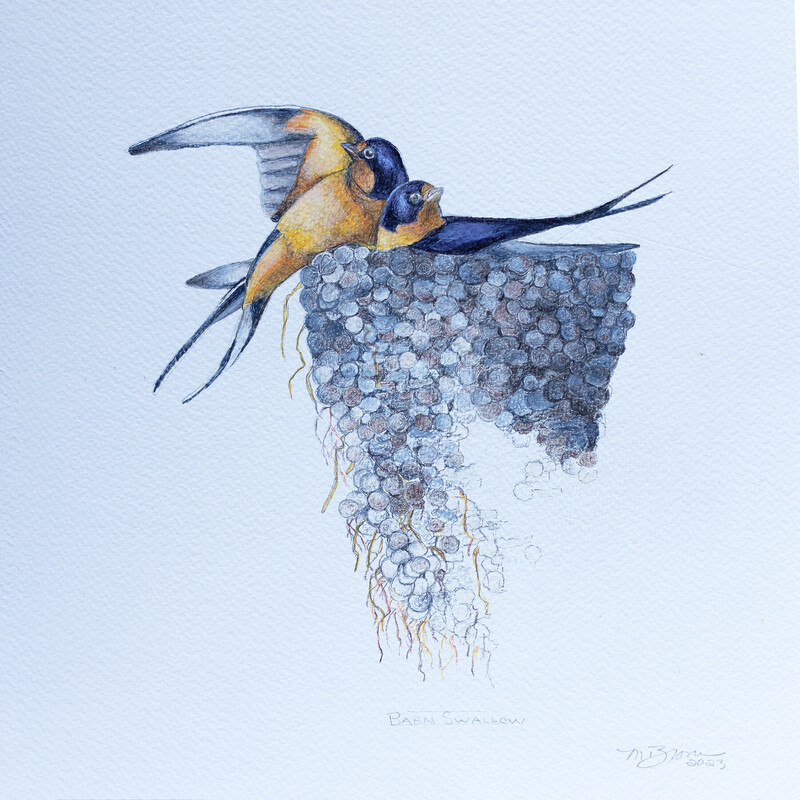 Study Of J.Audubon- Blue