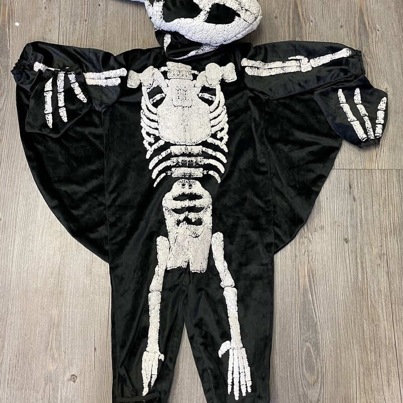Pteradactyl Fossil, Black, Size: 18-24M