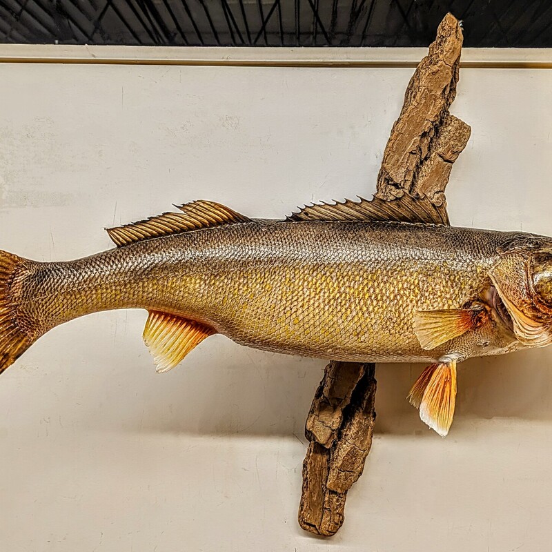 Taxidermy Walleye Mounted
Taupe Yellow Orange
Size: 29x27H
This is an authentic skin taxidermy mount. on driftwood
and a hanger fastened to the back and can hang
on a properly anchored drywall screw
