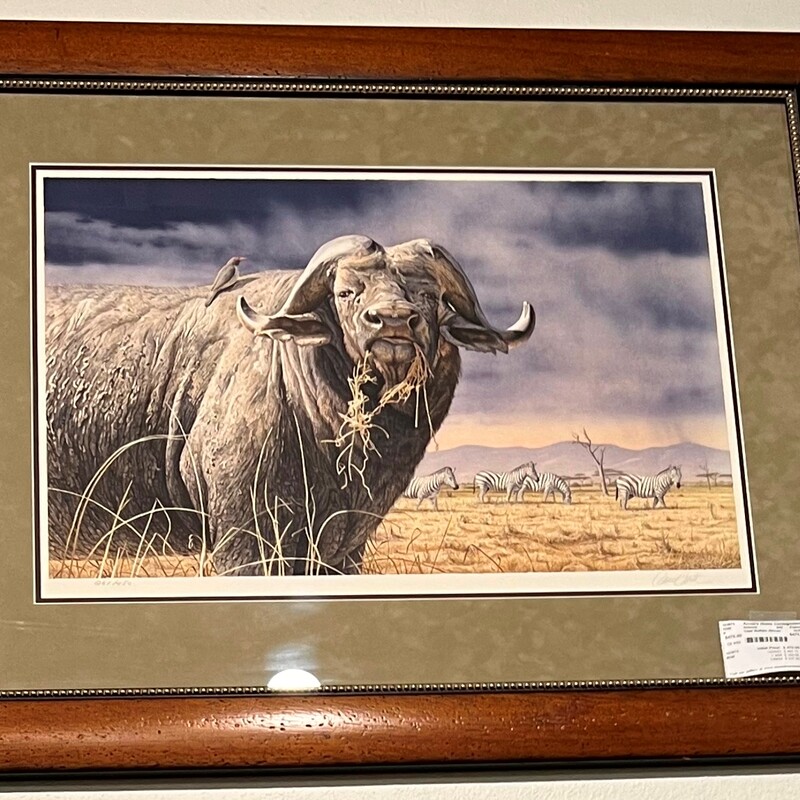 Cape Buffalo African, S/N, Framed