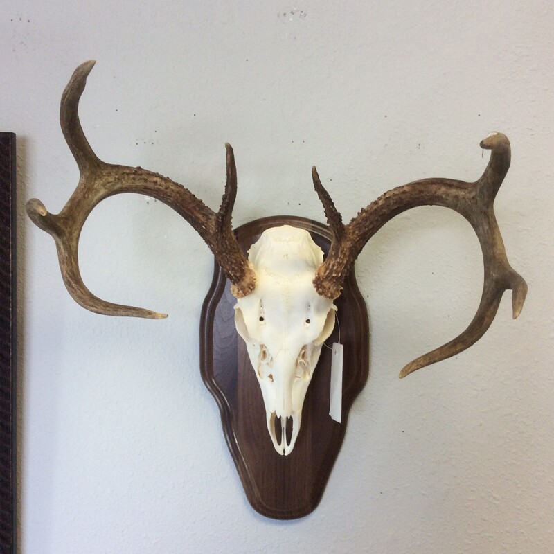 Skull with 8 point antlers mounted on wood plaque.