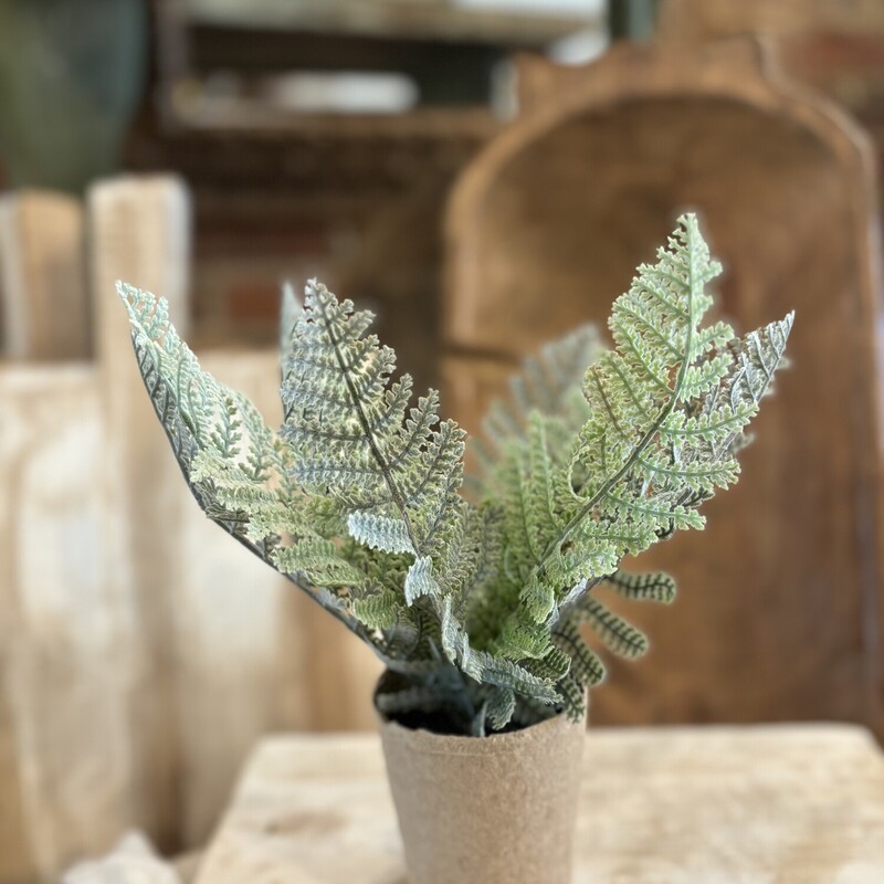 This cute paper potted fern is perfect to just set on a shelf or window sill
Fern measures approx 10 inches tall, paper pot is 4 inches tall