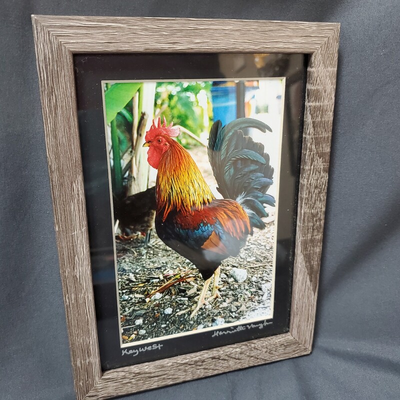 Orig Photograph Rooster