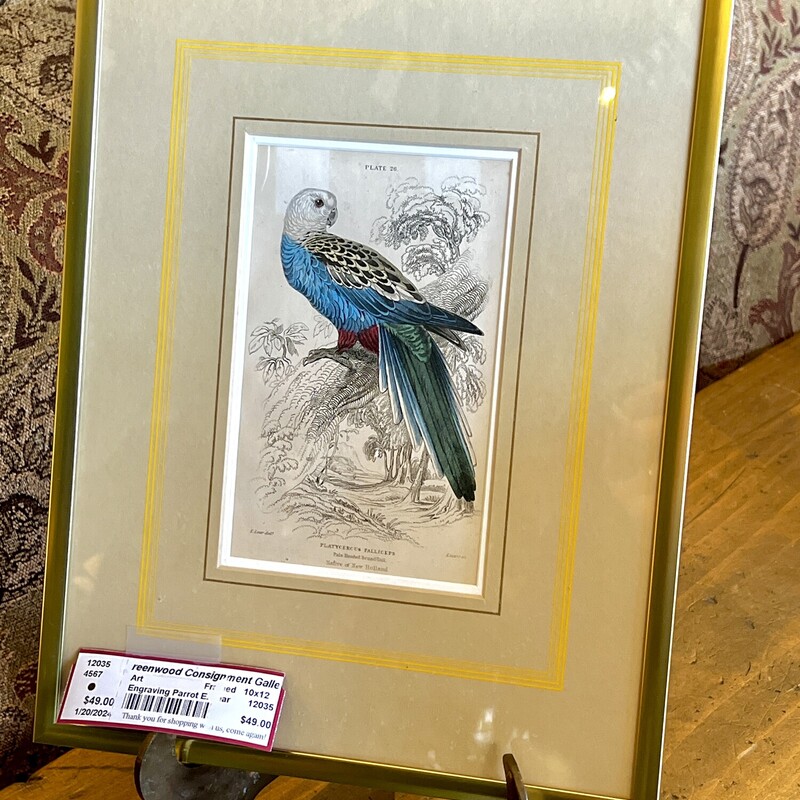 Engraving Parrot E. Lear,
 Size: 10x12
