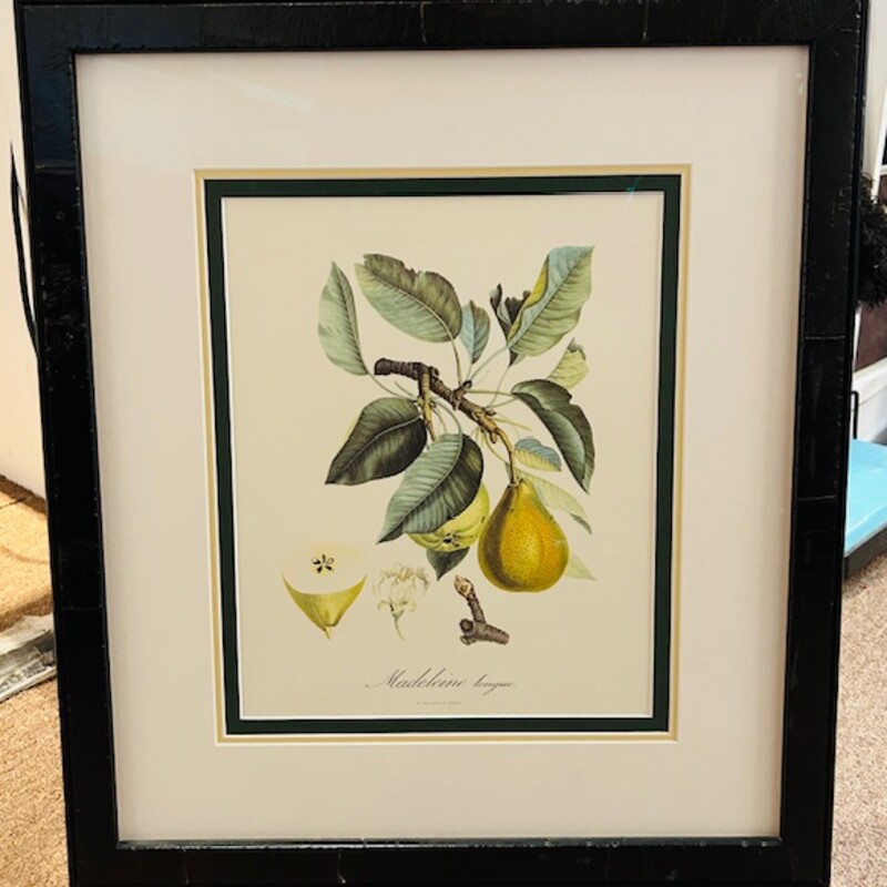 Madeleine Longue Pears Print
Green Yellow White Size: 19 x 22H