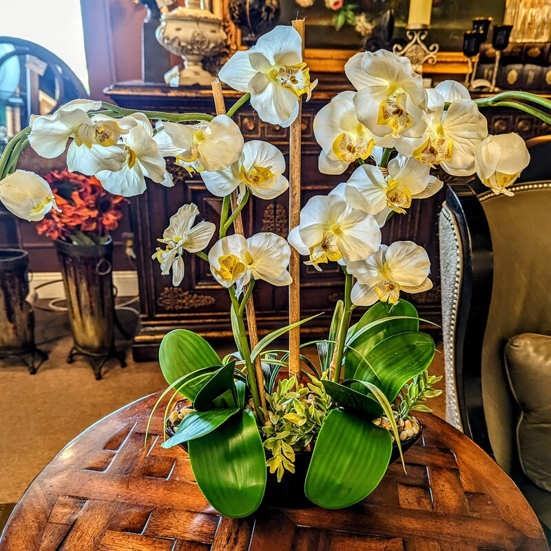 Orchids In Oval Planter
