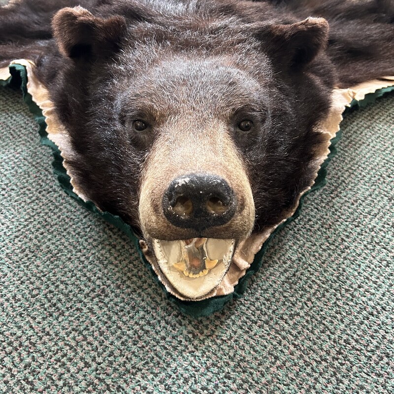 Black Bear Taxidermy Rug, Black, Size: 5x5