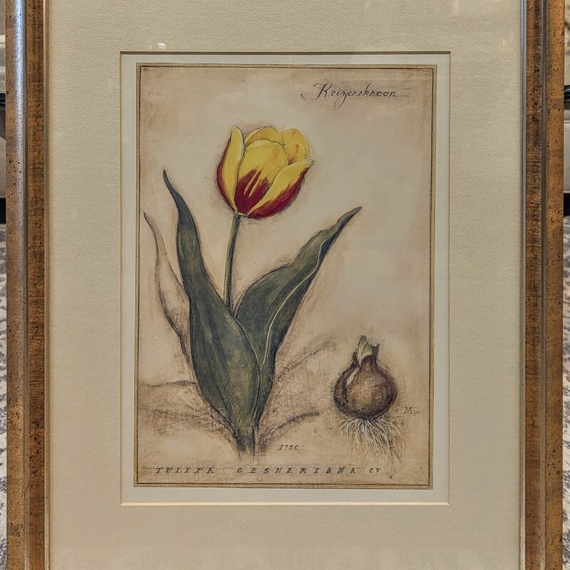 Single Tulip
Red Gold
Size: 20.25 x27 H