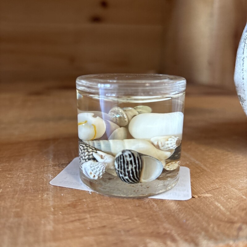 Seashell Paper Weight
Natural
