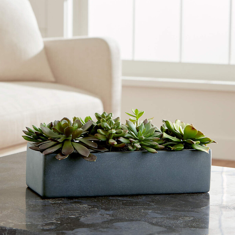 Crate & Barrel Succulents in Rectangle Planter
Gray Green Size: 12 x 5 x 5H
Retails: $25.00+