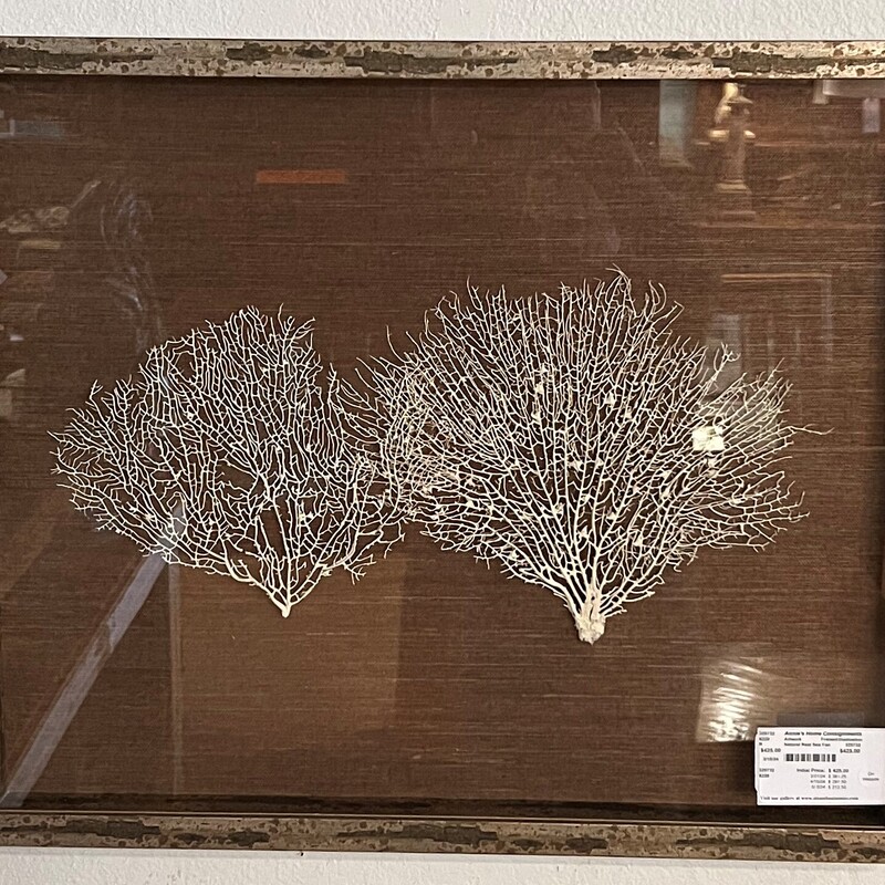 Natural Real Sea Fan
Framed, Shadowbox
29.5in(D) 24.5in(H)