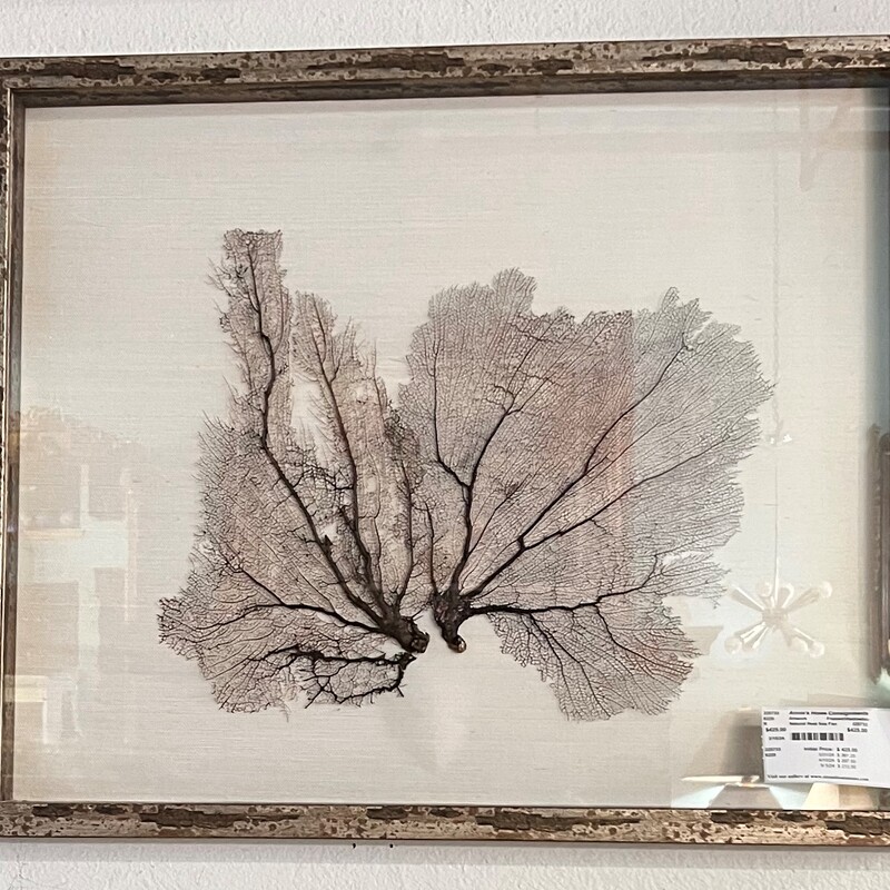 Natural Real Sea Fan
Framed, Shadowbox
29.5in(D) 24.5in(H)