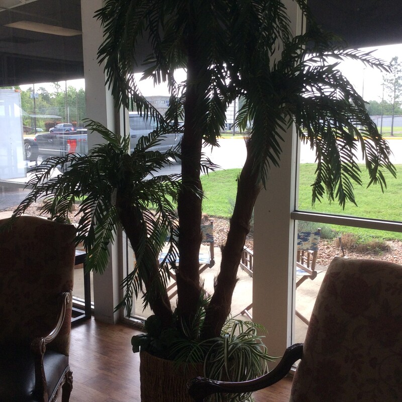Palm Tree Triple Trunk