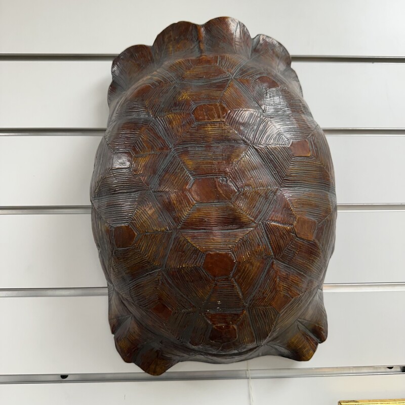 Taxidermy Turtle Shell, Size: 16in