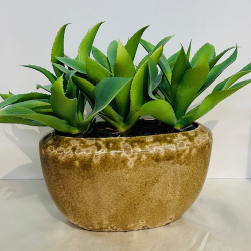 Foxtail Agave In Ceramic Pot
Tan Green Brown Size: 15 x 12H